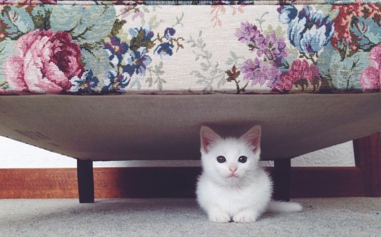What is your favorite animal?